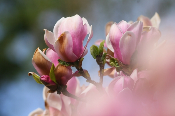 Magnolia × soulangeana 'Alexandrina'