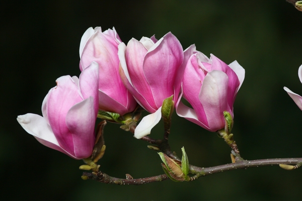 Magnolia × soulangeana 'Alexandrina'