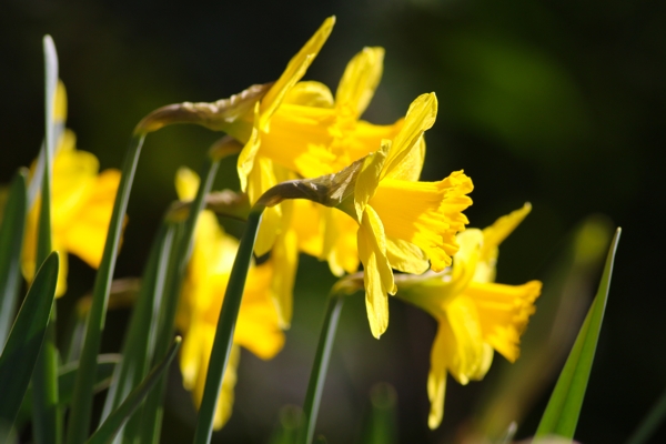 Narcissus 'Fortune'