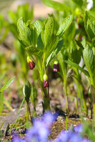 Scopolia carniolica