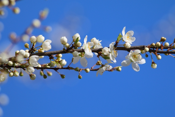 Prunus cerasifera var. divaricata