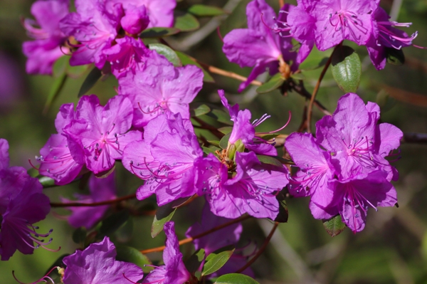 Rhododendron dauricum