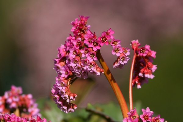 Bergenia crassifolia