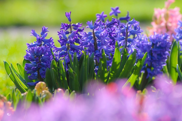 Hyacinthus 'Sky Market'