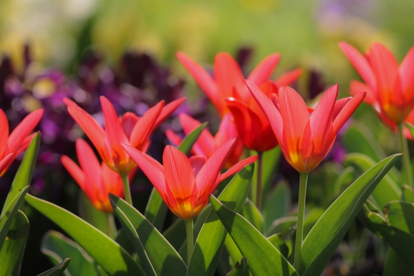 Tulipa greigii 'Red Riding Hood'