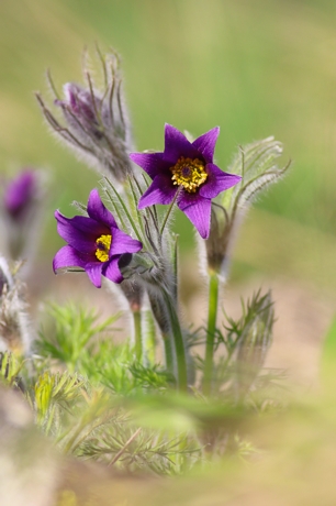 Pulsatilla halleri