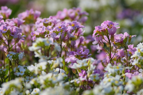 Arabis caucasica