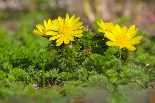 Adonis vernalis