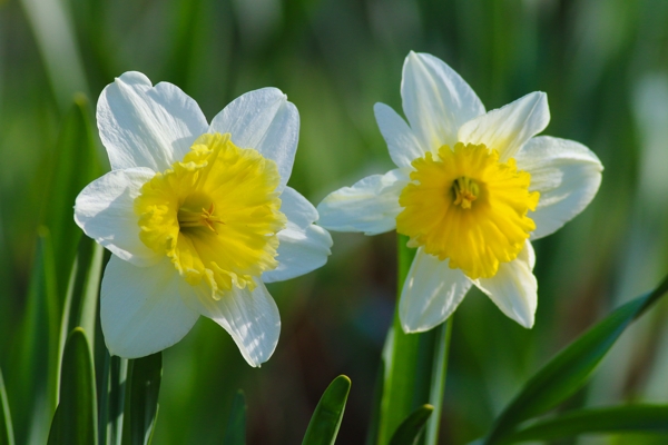 Narcissus sp.