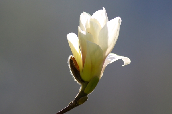 Magnolia × soulangeana 'Amabilis'