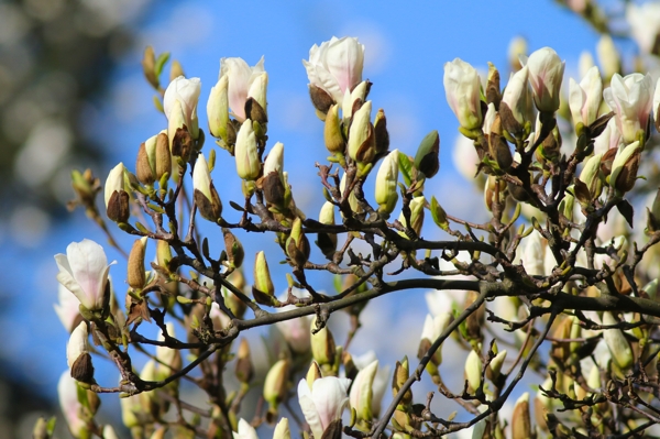 Magnolia × soulangeana 'Amabilis'