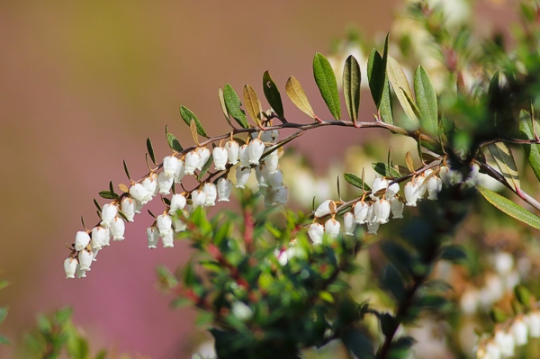 Chamaedaphne calyculata