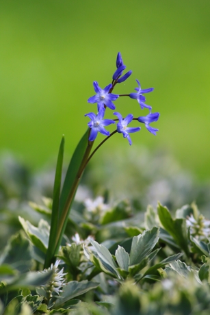 Chionodoxa luciliae