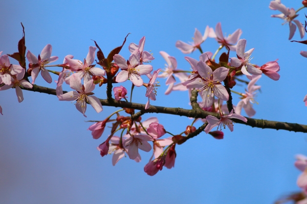 Prunus sargentii