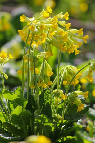 Primula veris