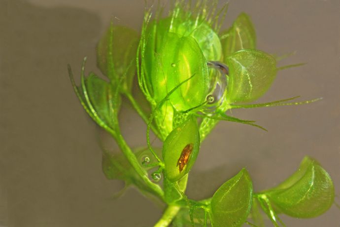 Zwierzę złapane w pułapkę <i>Aldrovanda vesiculosa</i>