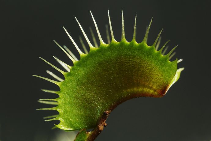 <i>Dionaea muscipula</i>