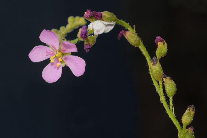 <i>Drosera capensis</i>