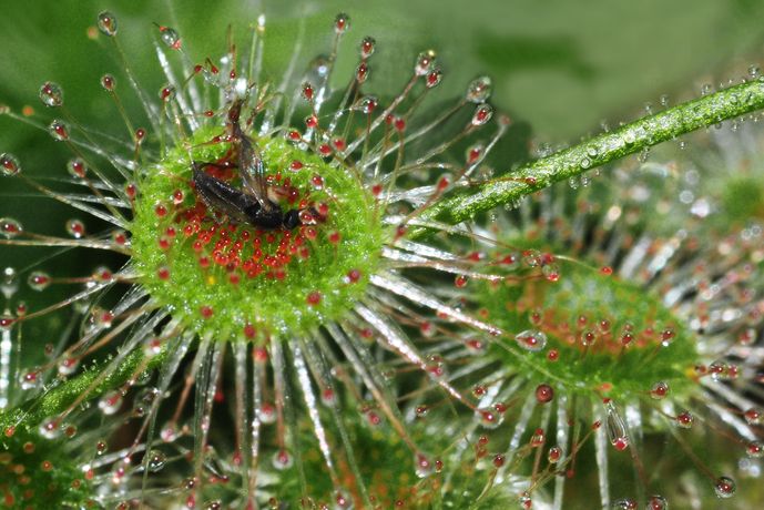 <i>Drosera echinoblastus</i>