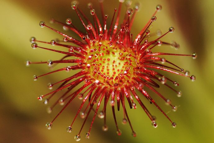 <i>Drosera paradoxa</i>