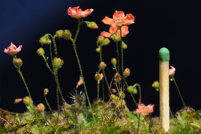 <i>Drosera pulchella</i>