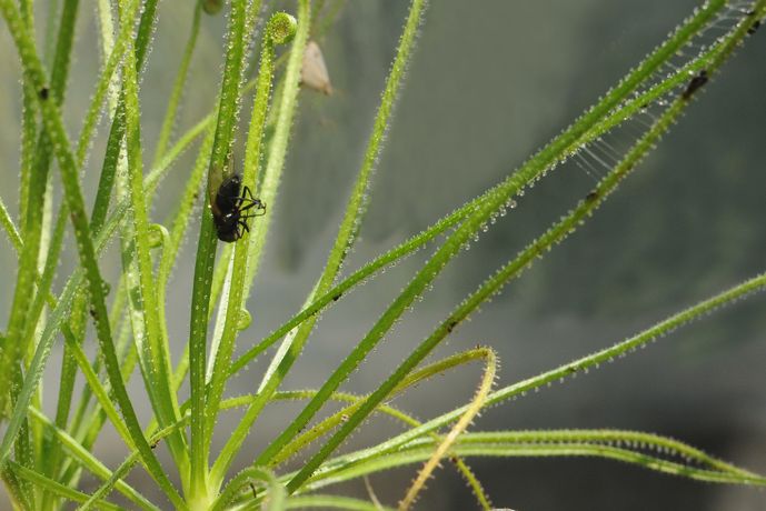 <i>Drosophyllum lusitanicum</i>