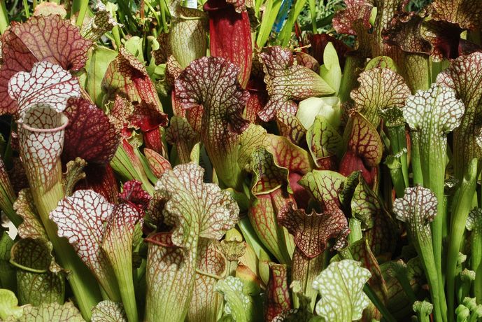<i>Sarracenia spp.</i>