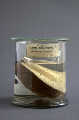Owoc chlebowca (<i>Artocarpus altilis</i>), Kamerun, XX w.