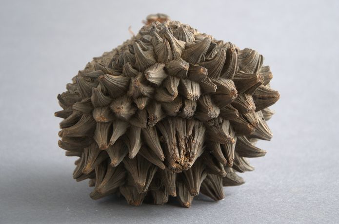 Owoc palmy <i>Phytelephas macrocarpa</i>, zwanej roślinną kością słoniową