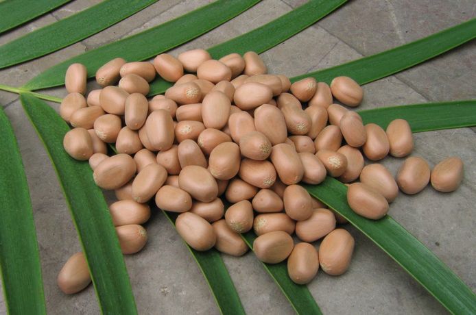 Nasiona <i>Ceratozamia mexicana</i>