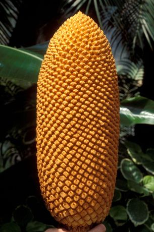 Największa wśród roślin szyszka - męski strobil <i>Cycas circinalis</i>