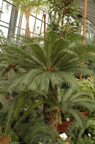 Żeński okaz <i>Cycas revoluta</i>