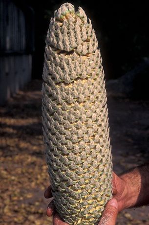 Męska szyszka <i>Dioon edule</i> podczas pylenia