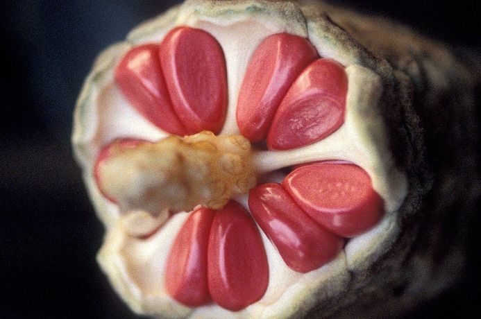Nasiona <i>Zamia furfuracea</i>