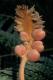 Liść z zalążkami, gatunek <i>Cycas revoluta</i> jest wśród sagowców wyjątkiem - nie tworzy szyszek (tzw. strobili)