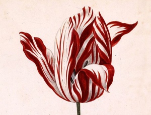 Tulipanomania czyli jak tulipan zdemoralizował spokojnych Holendrów