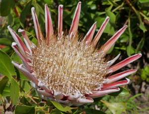 Pelargonie, karpobroty i protea - kolorowa flora okolic Kapsztadu