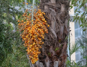 Butia