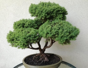 Wystawa bonsai 2018