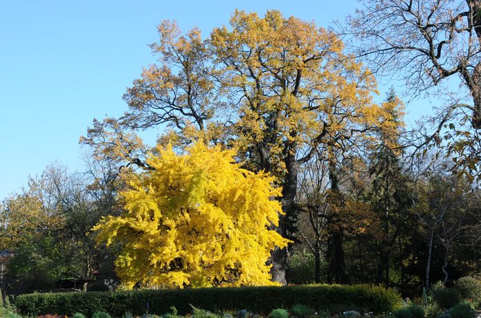 Ponad stuletni żeński okaz miłorzębu japońskiego (Gingko biloba), zdjęcie wykonane jesienią, niższe drzewo o liściach przebarwionych na żółto. Fot. A. Mróz.