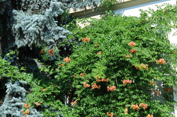 Milin amerykański (Campsis radicans), pnącze posadzone przy ścianie Collegium Śniadeckiego na początku XIX w. Fot. A. Mróz.
