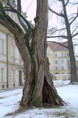 Najstarszy polski okaz robinii akacjowej (Robinia pseudoacacia). Znajduje się na dziedzińcu Collegium Śniadeckiego, od strony ul. Kopernika. Fot. P. Klepacki