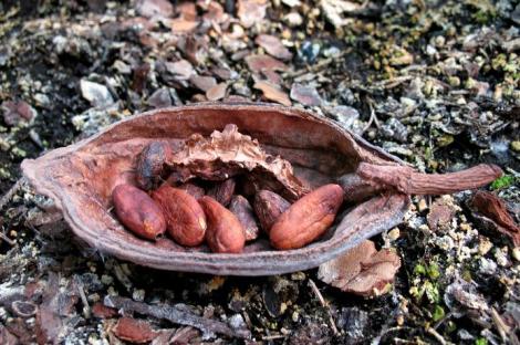 Zdjęcie nr 9 (9)
                                	                             Wysuszony owoc kakaowca z nasionami (<i>Theobroma cacao</i>), fot. A. Mróz
                            