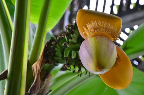 Zdjęcie nr 5 (9)
                                	                                   Kwiatostan bananowca włóknodajnego (<i>Musa textilis</i>), fot. P. Klepacki
                                  