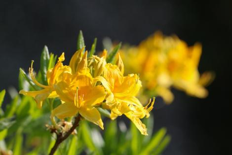 Zdjęcie nr 40 (50)
                                	                             Rhododendron luteum
                            
