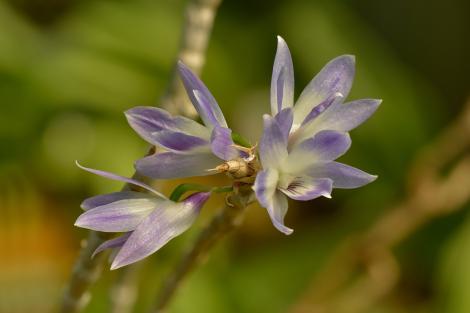 Zdjęcie nr 16 (37)
                                	                             Dendrobium victoria-reginae
                            