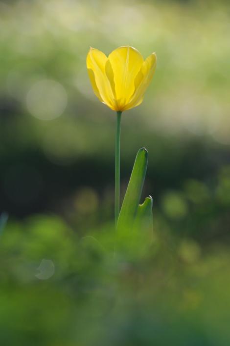 Zdjęcie nr 49 (50)
                                	                             Tulipa sp.
                            