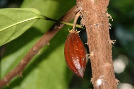 Zdjęcie nr 8 (9)
                                	                                   Dojrzewający owoc kakaowca (<i>Theobroma cacao</i>), fot. A. Mróz
                                  