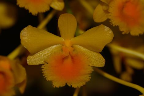 Zdjęcie nr 12 (37)
                                	                             Dendrobium chrysotoxum
                            