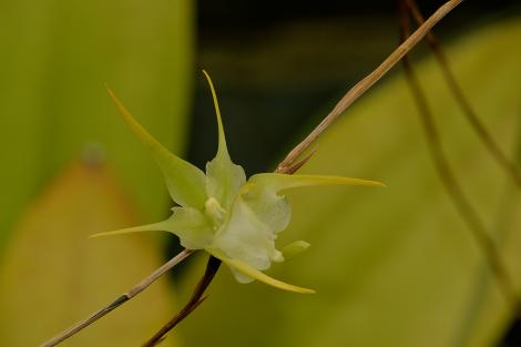 Zdjęcie nr 1 (37)
                                	                             Aeranthes grandiflora
                            